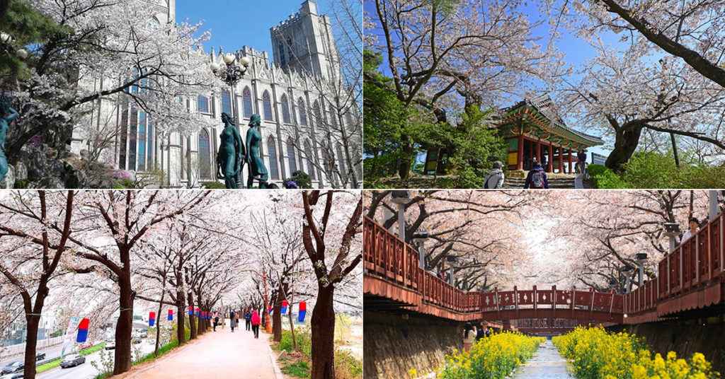 10大韓國櫻花景點攻略，想賞首爾櫻花、釜山櫻花不能錯過這幾天