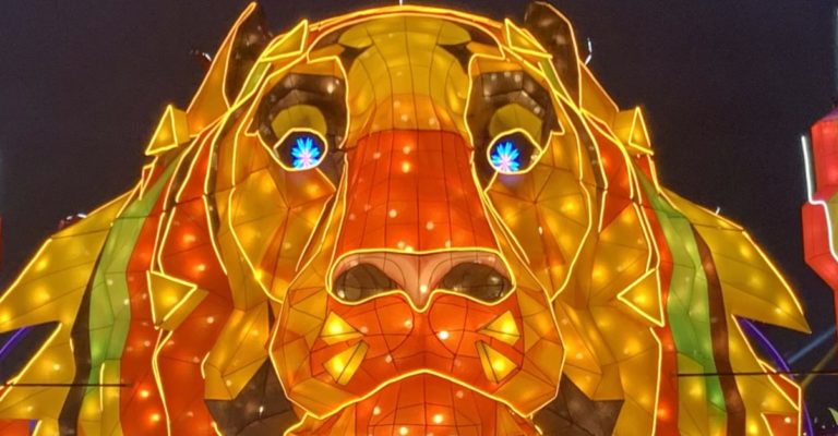 tiger lantern