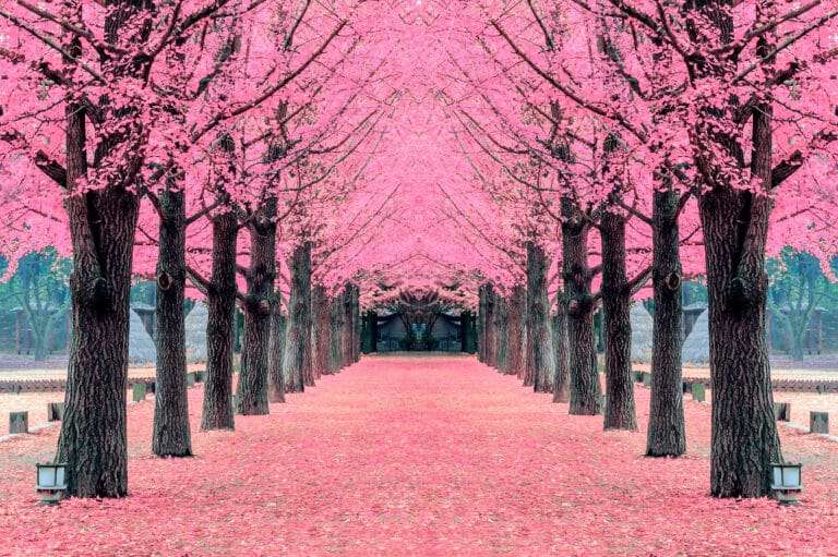 pink tree nami island korea 1