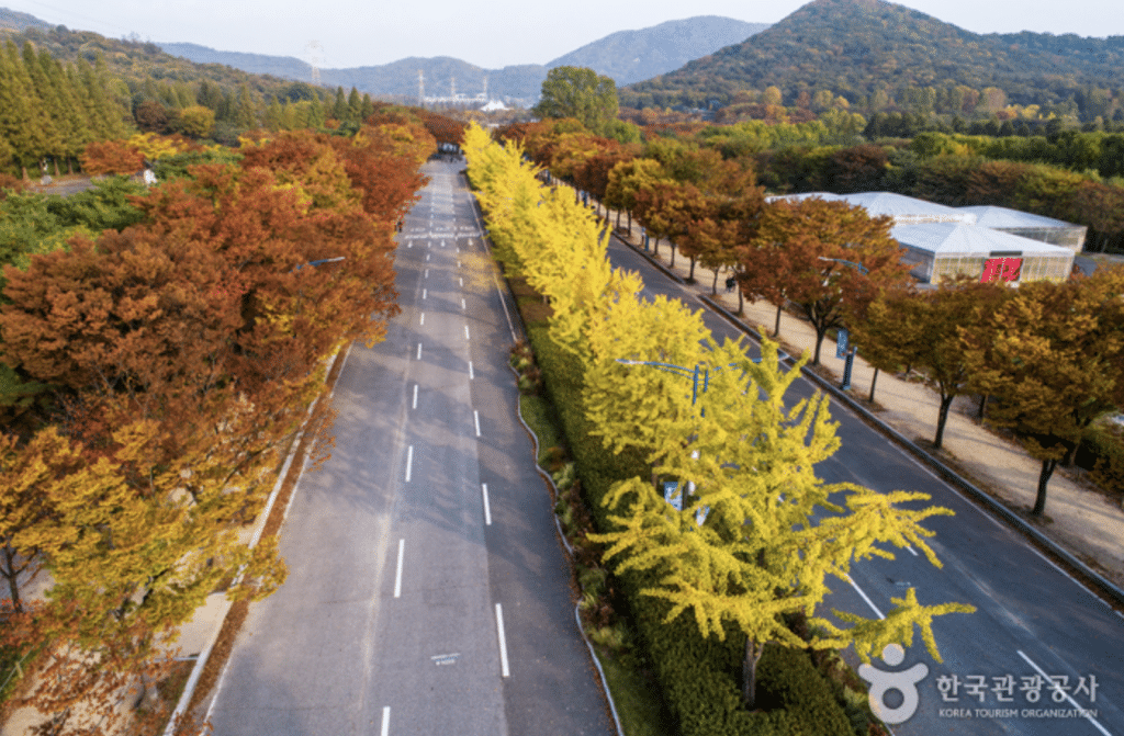 仁川大公園楓葉