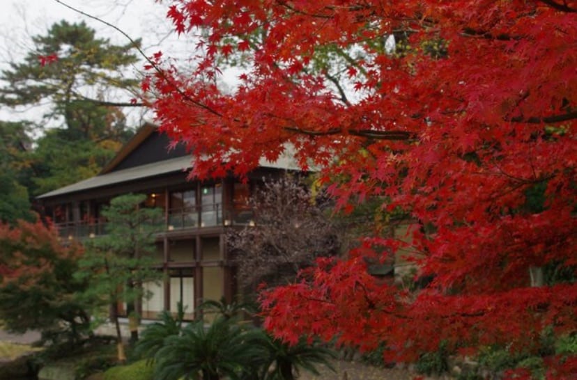 德川園楓葉