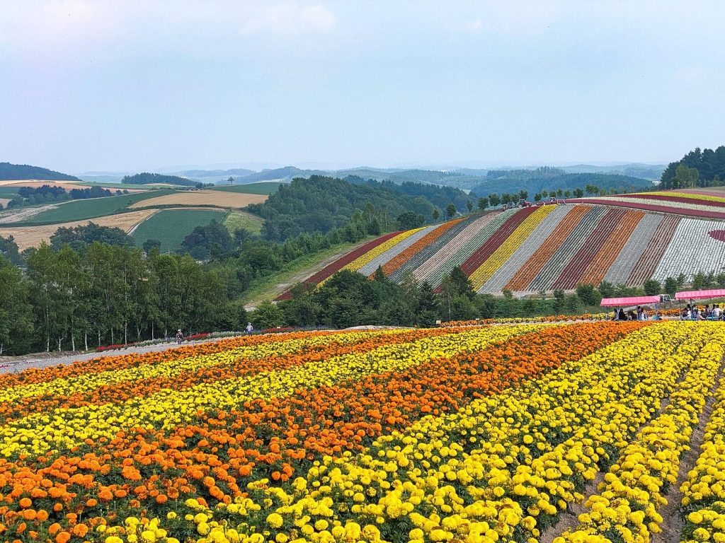 北海道 四季彩之丘