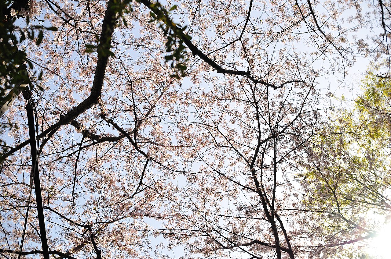 善福寺川沿岸櫻花樹冠