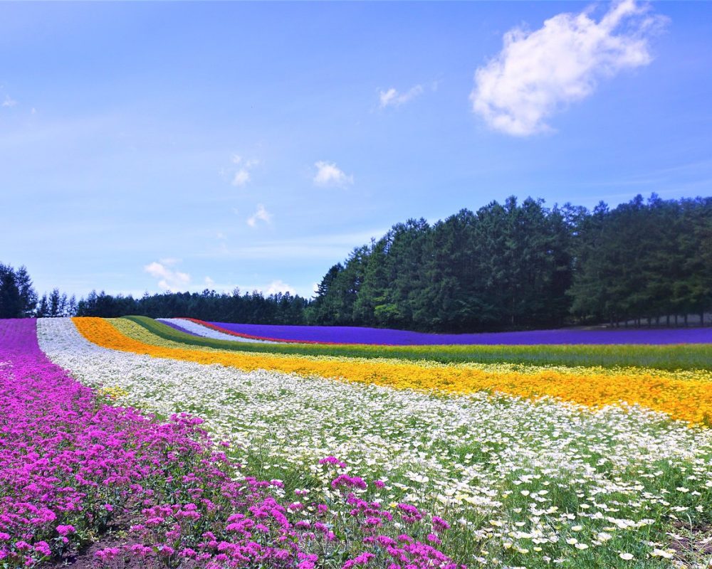 北海道 富田農場