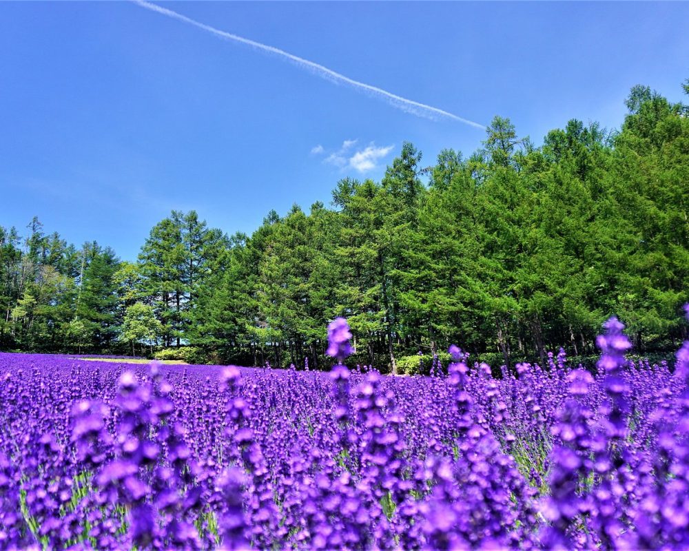 北海道 富田農場